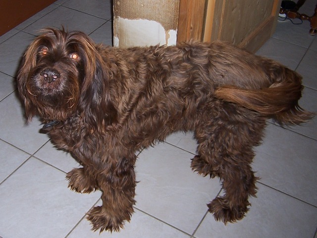 GRIFFON CU PAR LANOS